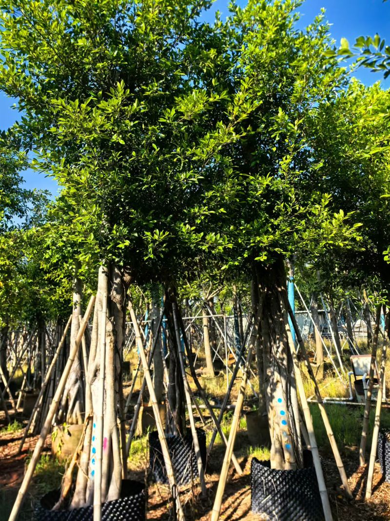 小叶榕8-15公分大量出售基地直销可现场考察