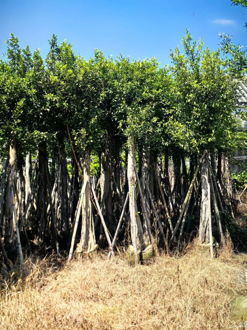 小叶榕8-15公分大量出售基地直销可现场考察