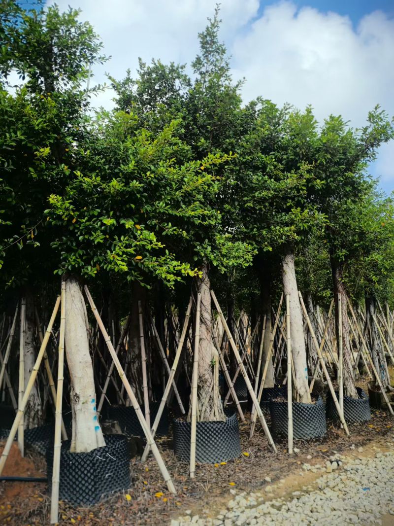 小叶榕8-15公分大量出售基地直销可现场考察