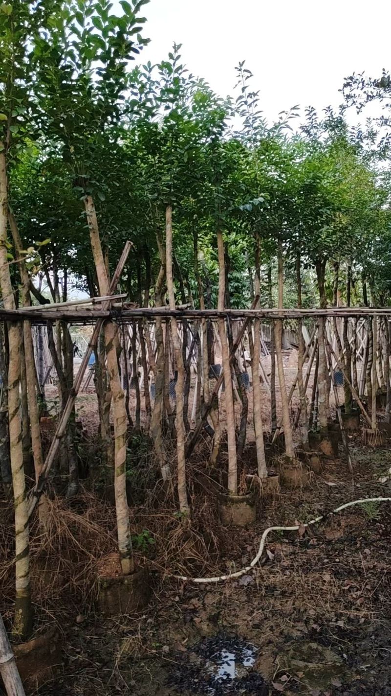 铁冬青3-10公分大量出售基地直销规格齐全