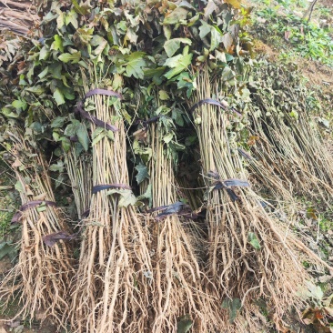 枫香苗