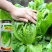 速生生菜种籽抗病抗寒半结球生菜四季播种耐热耐抽苔生菜种子