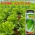 速生生菜种籽抗病抗寒半结球生菜四季播种耐热耐抽苔生菜种子