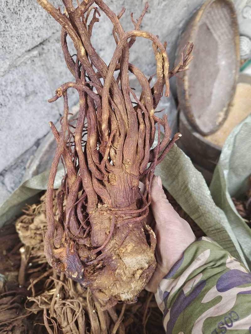 【一手货源】独活产地直发干货鲜货现货批发可稳定供应量大