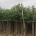 黄槿2-8公分袋苗大量出售基地直销规格齐全