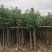 黄槿2-8公分袋苗大量出售基地直销规格齐全