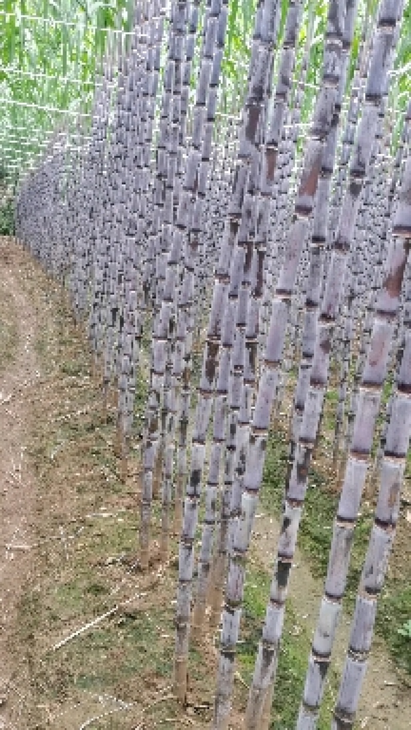 贵州紫皮甘蔗，产地推销，一手货源，货源充足，欢迎采购