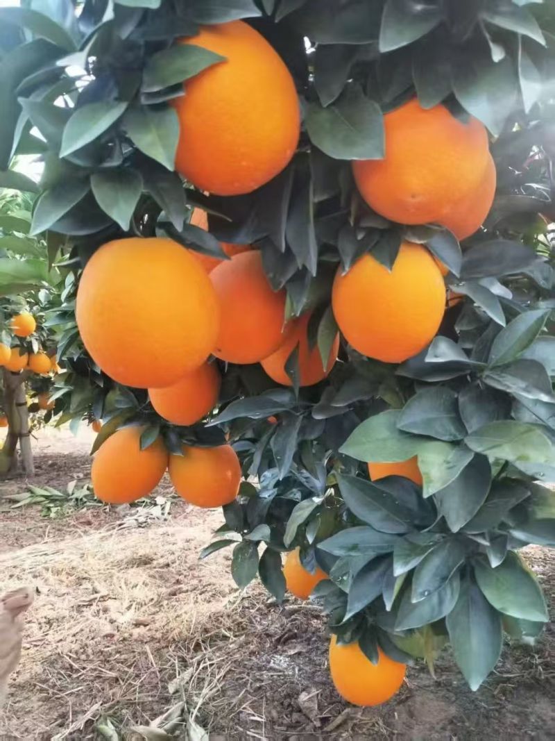 橙掌柜的赣南脐橙大量上市产地直发量大从优价格可谈