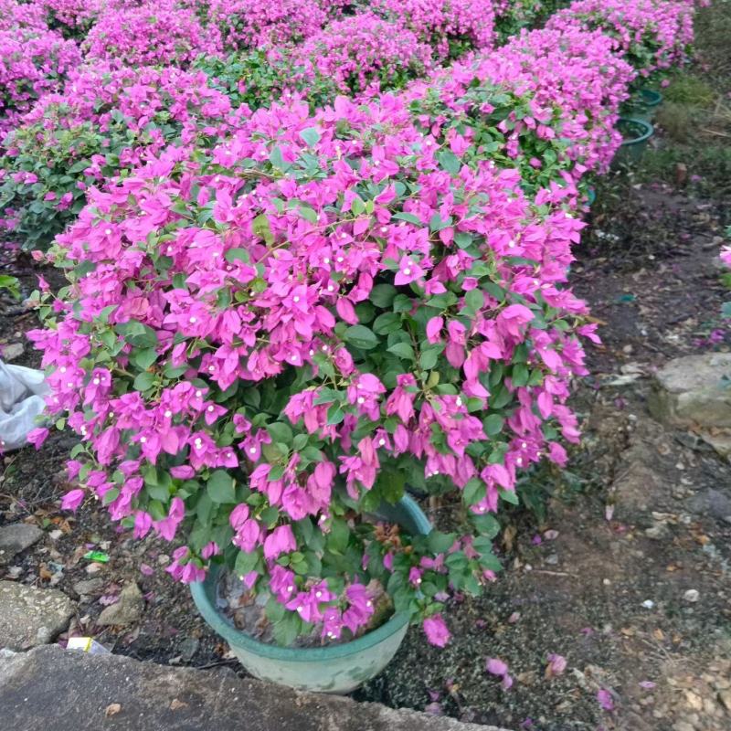 紫花三角梅80-90高出售自家货源基地直销