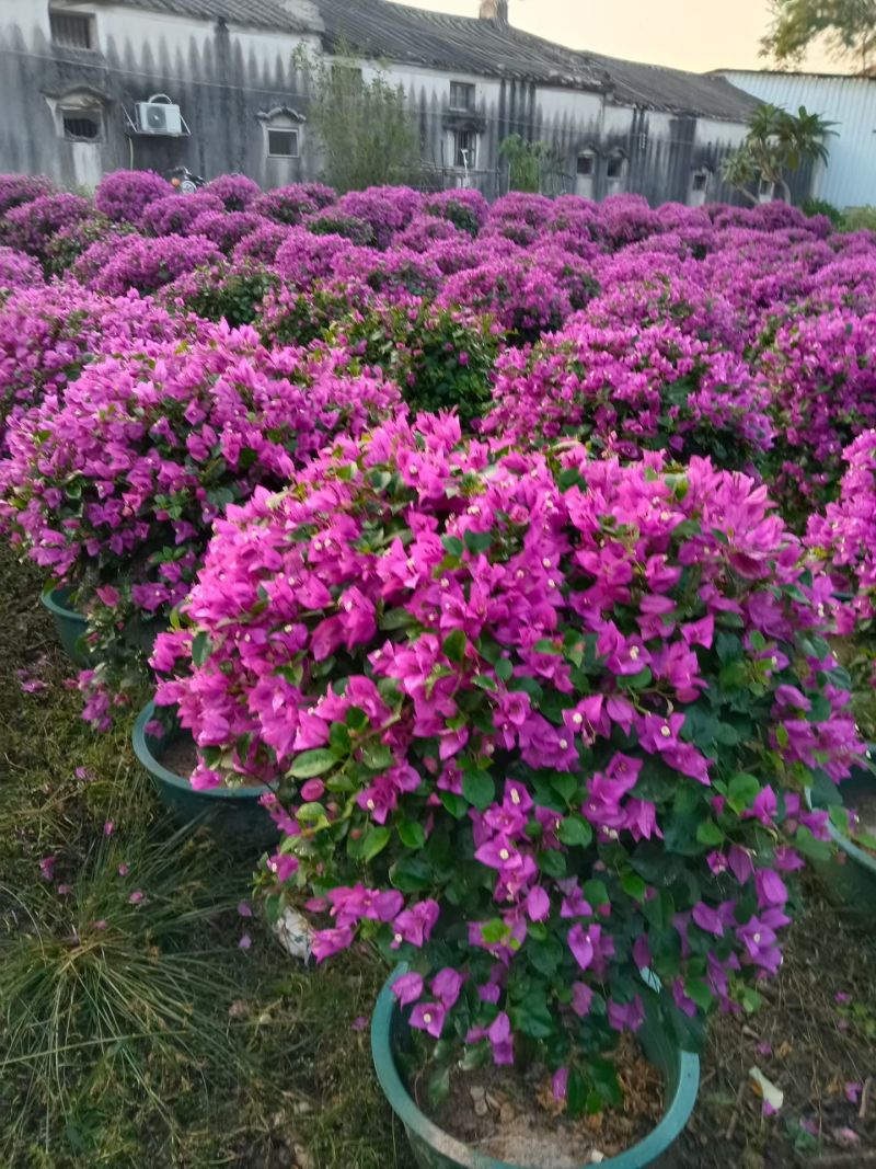 紫花三角梅80-90高出售自家货源基地直销