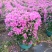 紫花三角梅80-90高出售自家货源基地直销