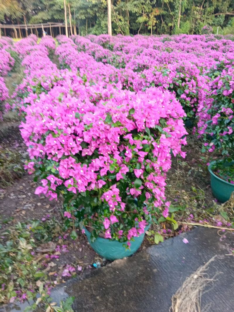紫花三角梅80-90高出售自家货源基地直销