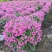 紫花三角梅80-90高出售自家货源基地直销