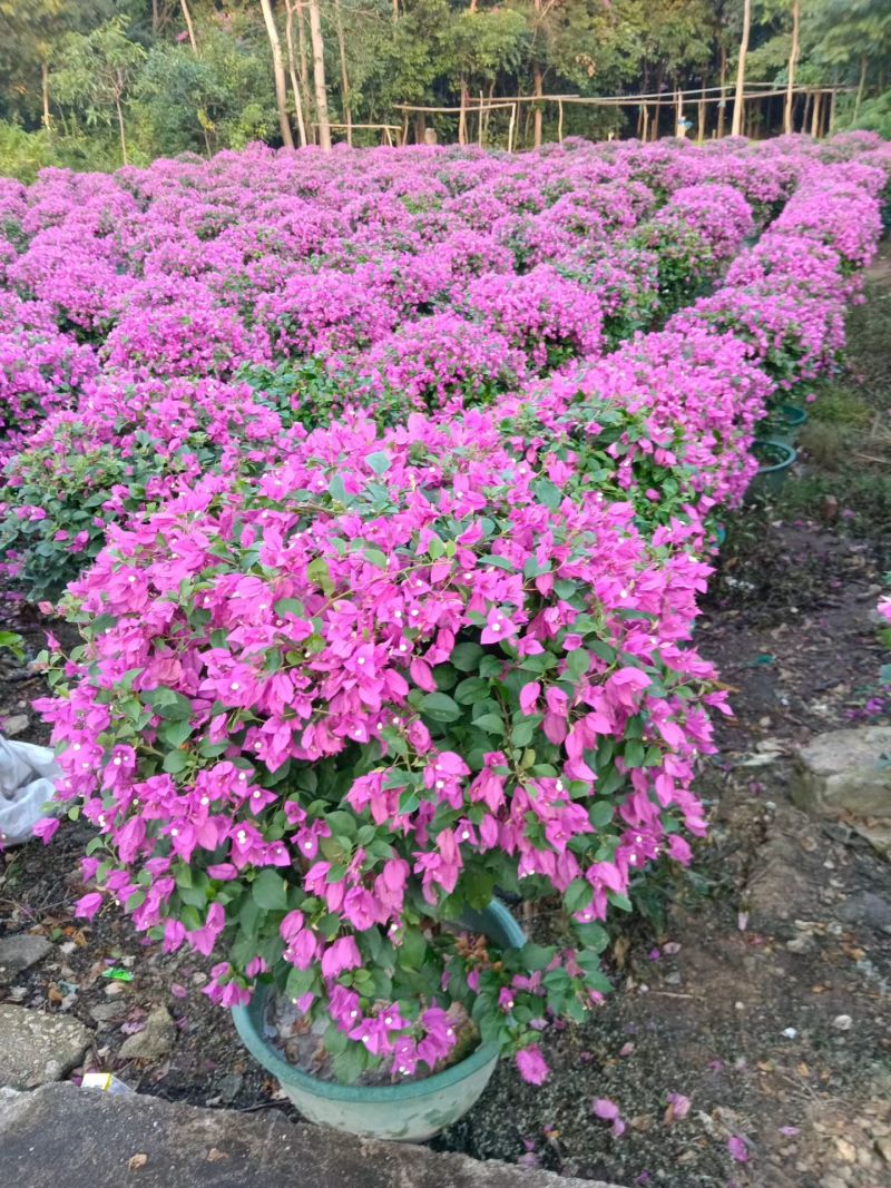 紫花三角梅80-90高出售自家货源基地直销
