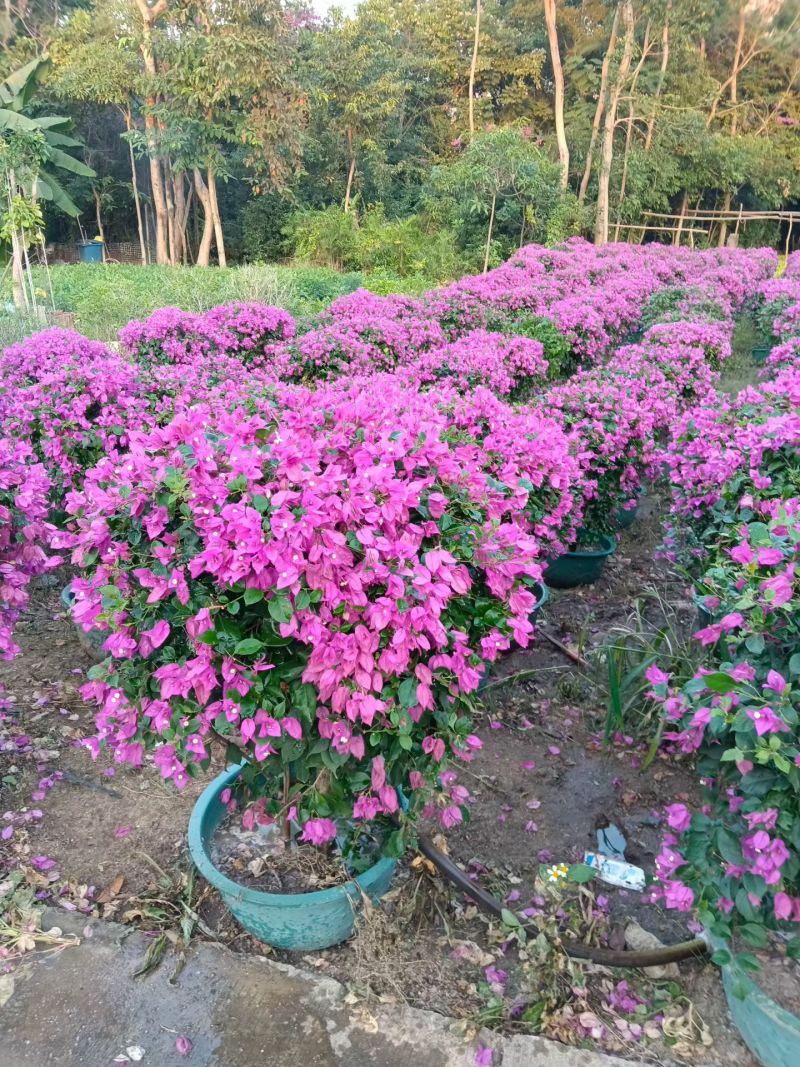 紫花三角梅80-90高出售自家货源基地直销
