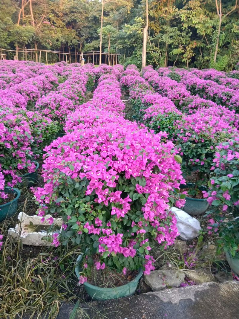 紫花三角梅80-90高出售自家货源基地直销