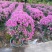 紫花三角梅80-90高出售自家货源基地直销