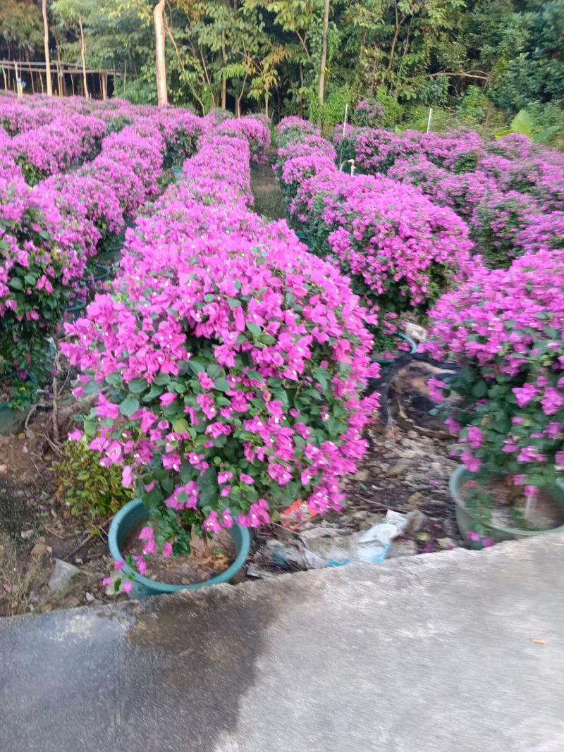 紫花三角梅80-90高出售自家货源基地直销