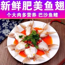 烧烤食材鱼翅新鲜鱼翅剁椒鱼翅鱼下巴巴沙鱼鱼腩