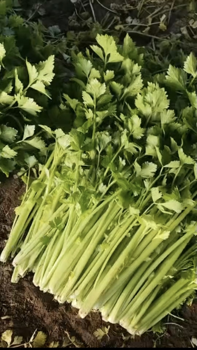 山东芹菜西芹质量好价格优欢迎进店咨询联系选购