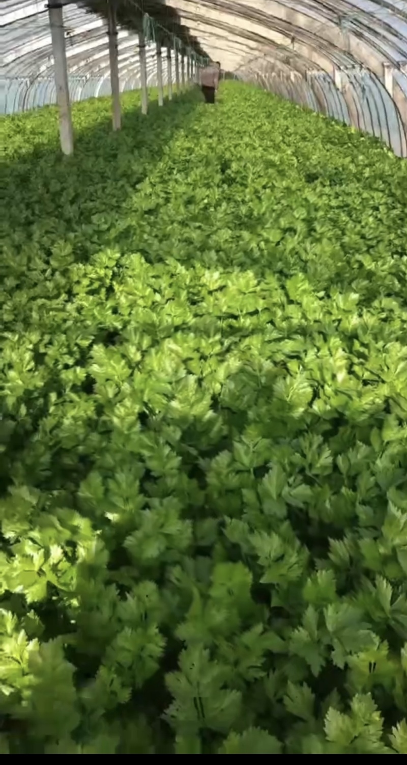 山东芹菜西芹质量好价格优欢迎进店咨询联系选购
