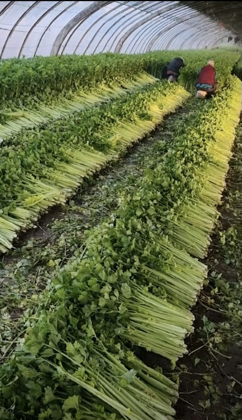 山东芹菜西芹质量好价格优欢迎进店咨询联系选购