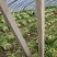 山东芹菜西芹质量好价格优欢迎进店咨询联系选购
