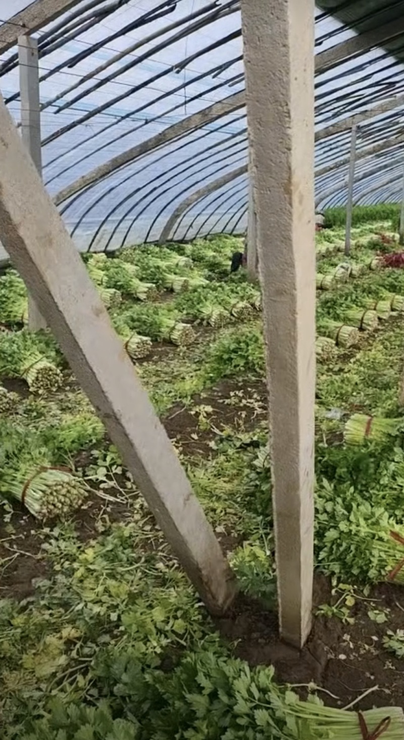山东芹菜西芹质量好价格优欢迎进店咨询联系选购