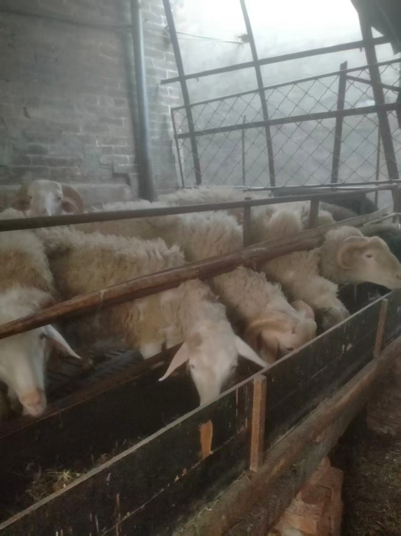 现羊肉自家养殖的羊，现要现杀，数量不多可零售欢迎来电订购