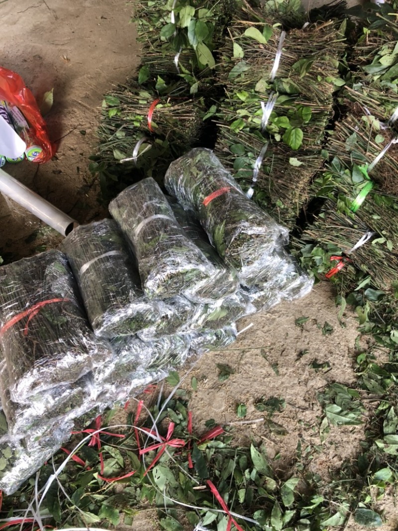 纯野生小叶紫藤三叶青苗扦插种植按斤量大优惠