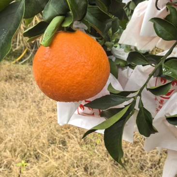 爱媛果冻橙套袋果
