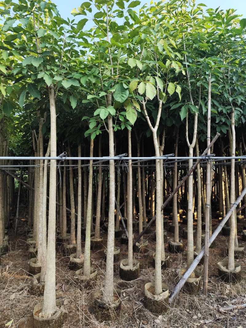 红花风铃木（洋红风铃木）3-12分大量出售自家货源