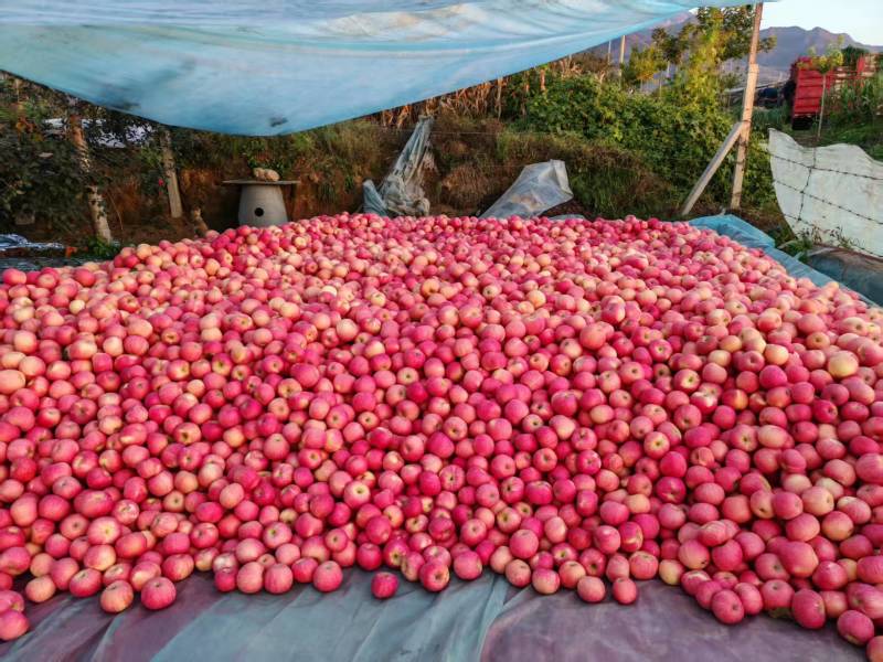 山西精品苹果对接电商一件代发等保质保量对接全国