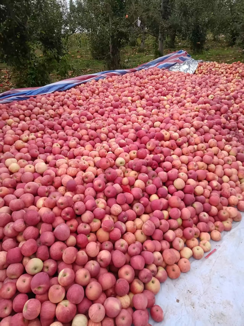 山西精品苹果对接电商一件代发等保质保量对接全国