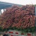 简阳沙地红萝卜，短缨子，小心子，无虫，色红