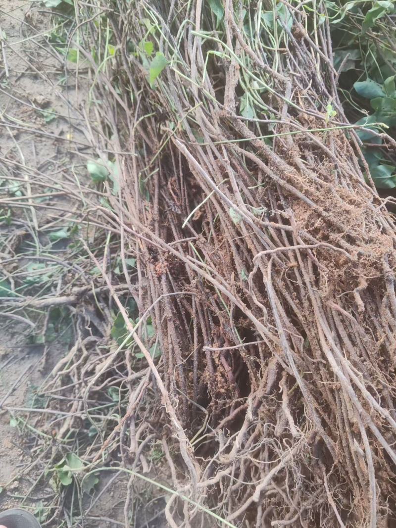 何首乌种苗产地货源充足量大价优欢迎随时电话联系