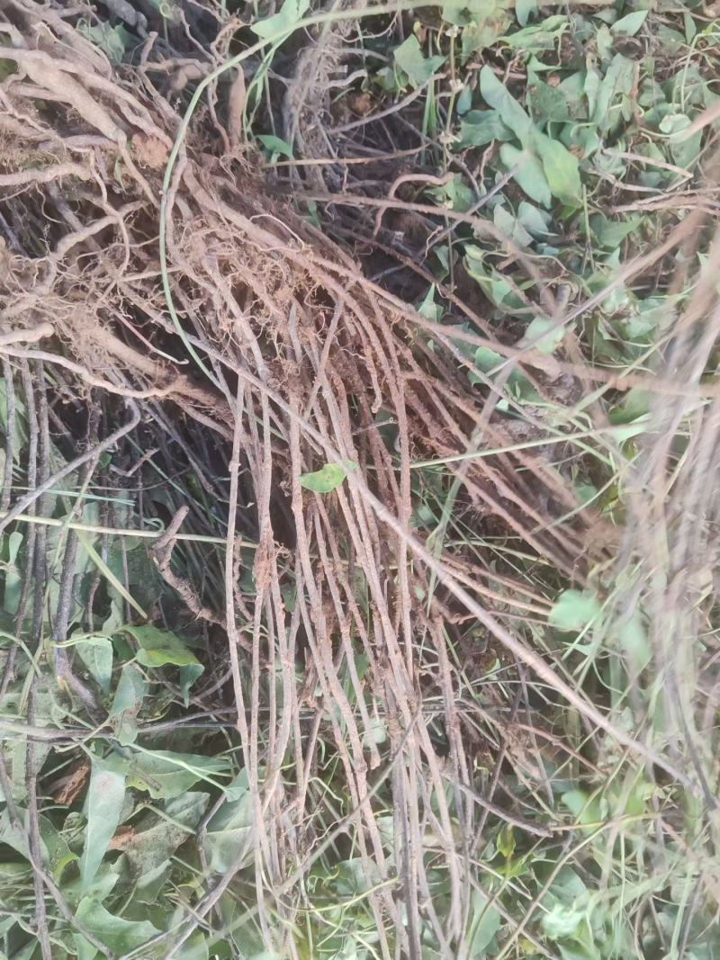 何首乌种苗产地货源充足量大价优欢迎随时电话联系