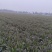 四川成都脆红紫叶莴笋青笋香莴苣绿色蔬菜叶红莴笋