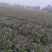 四川成都脆红紫叶莴笋青笋香莴苣绿色蔬菜叶红莴笋