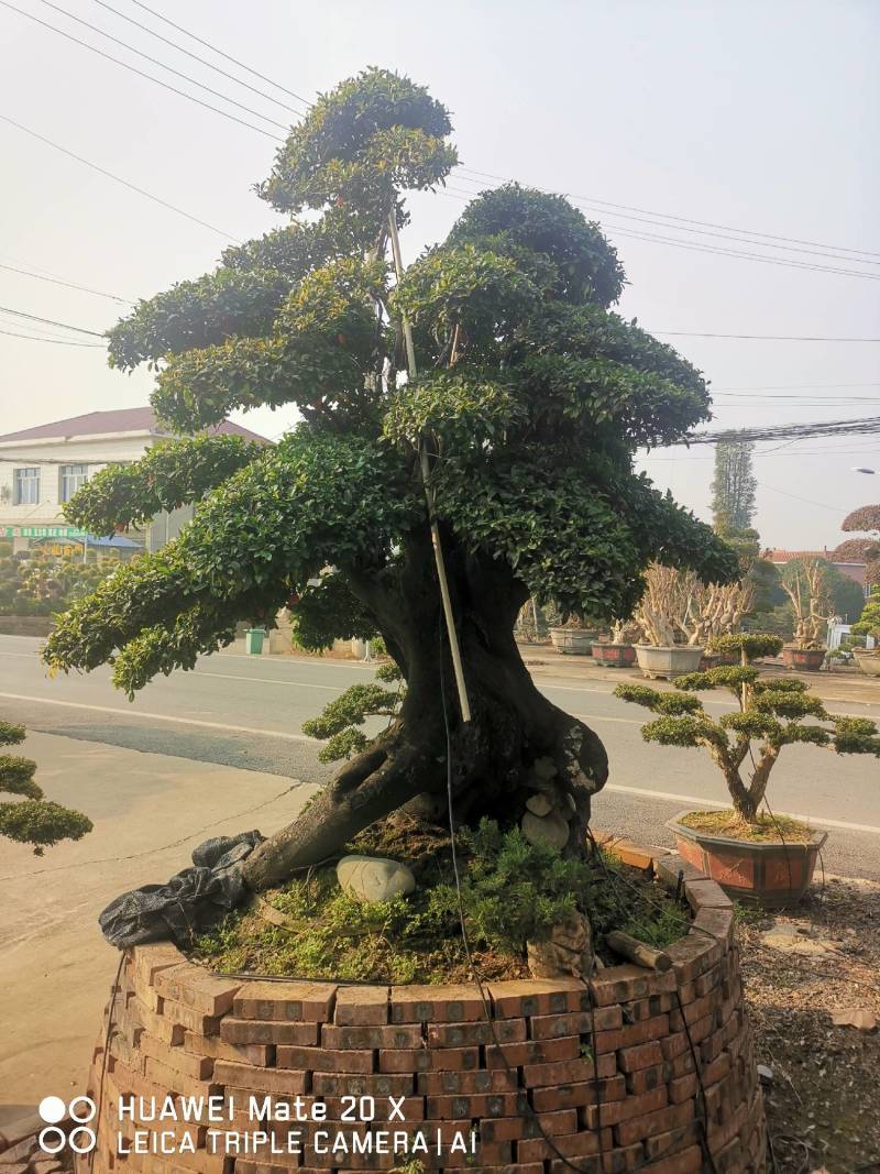 金蛋子