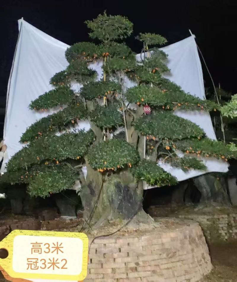 金蛋子
