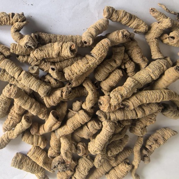 巴戟巴戟天巴戟肉东弘药材一手货源中药材批发