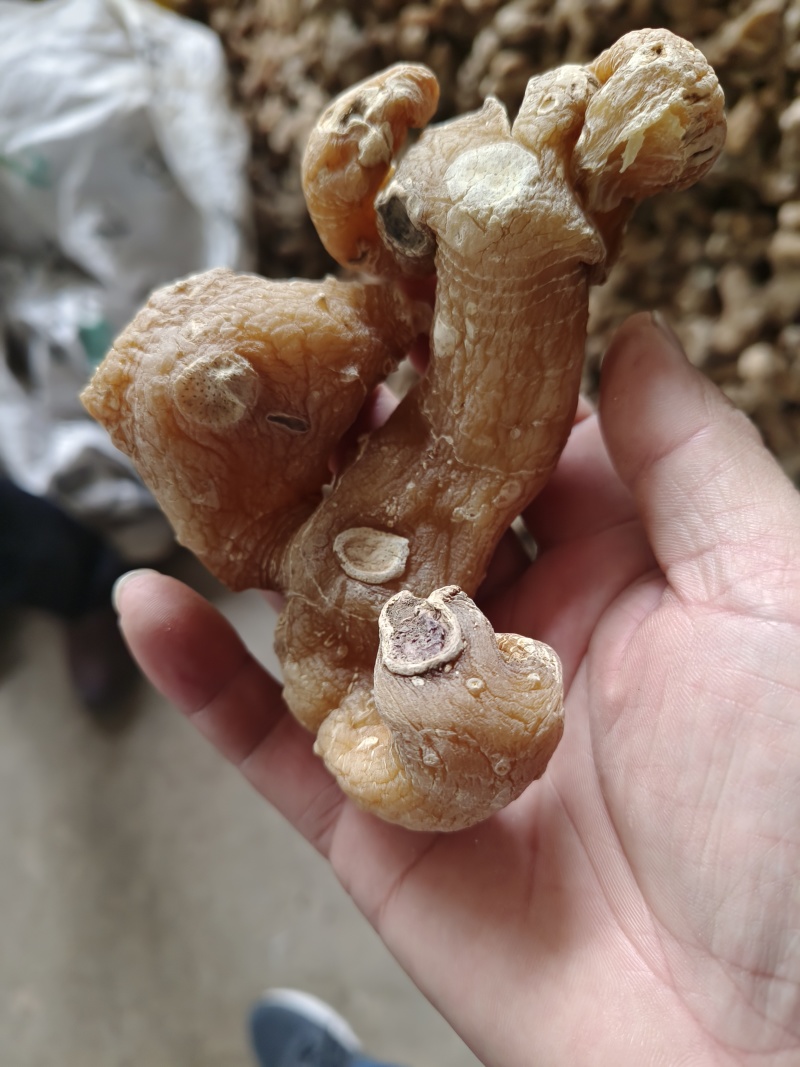 黄精