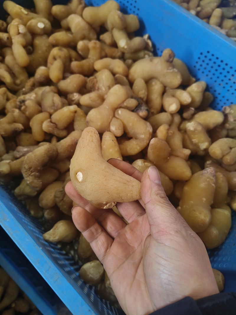 黄精
