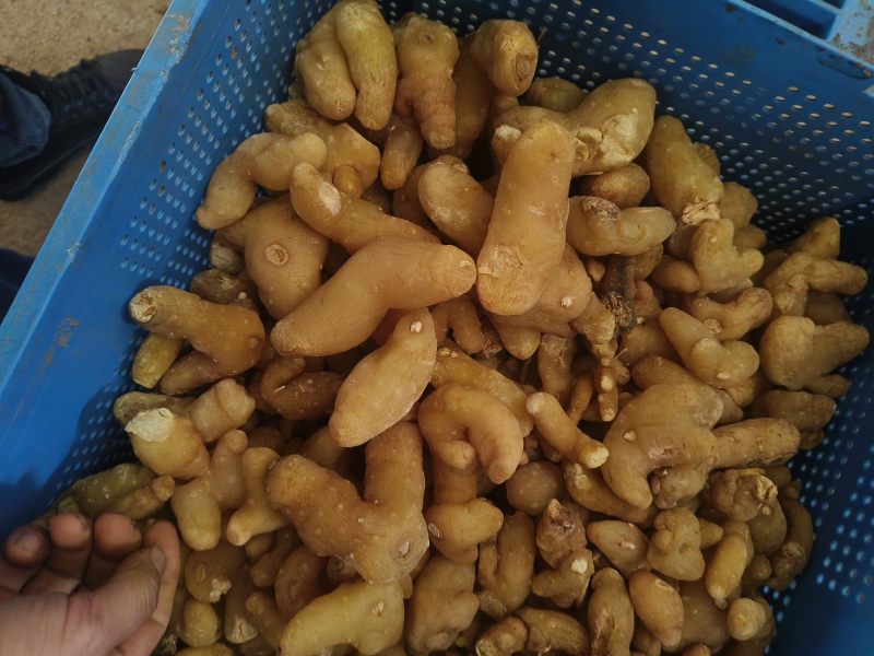 黄精