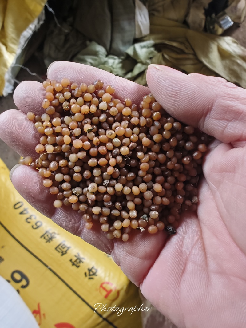短粗胖鸡头黄精种子