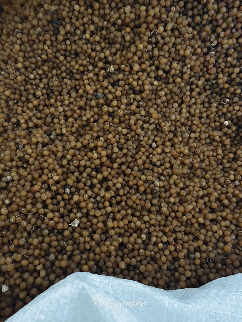 短粗胖鸡头黄精种子