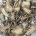 当归甘肃岷县当归全当归东弘药业一手货源批发零售