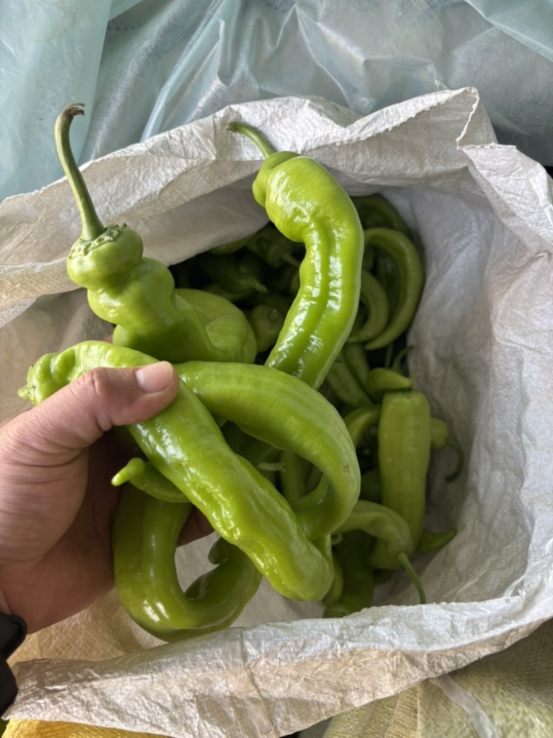 尖椒头子，山东济南商河，尖椒头子，少量有货