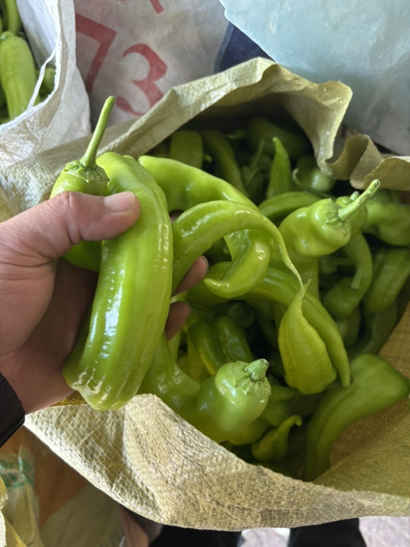 尖椒头子，山东济南商河，尖椒头子，少量有货